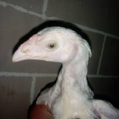 aseel hen's for sale