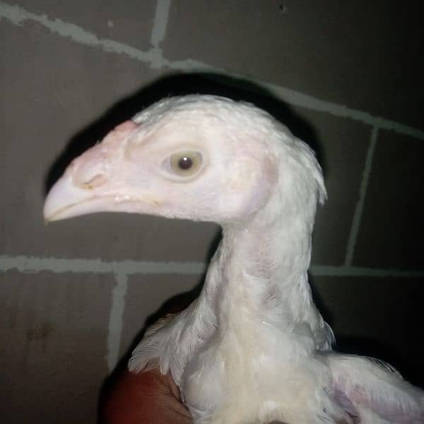 aseel hen's for sale 0