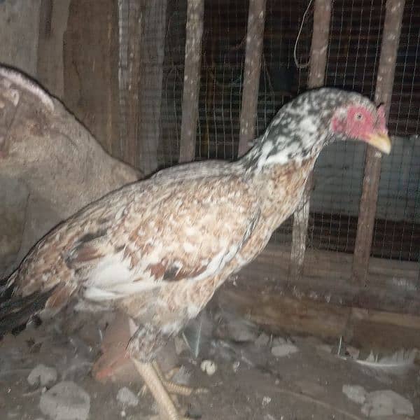 aseel hen's for sale 1