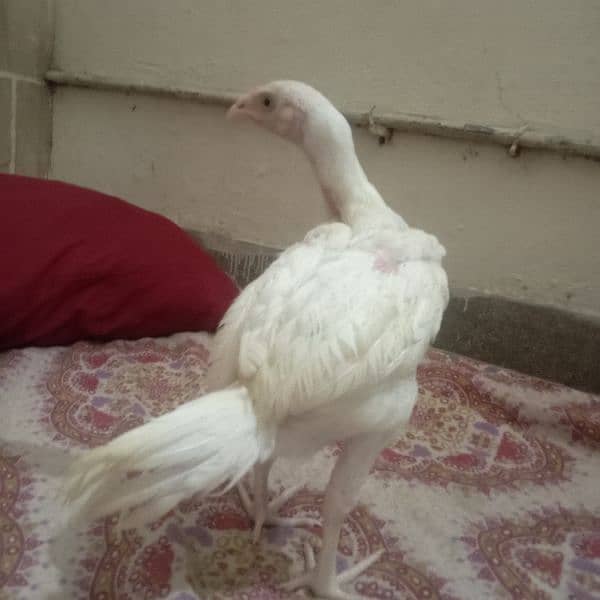 aseel hen's for sale 2