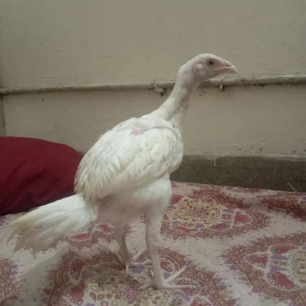 aseel hen's for sale 3