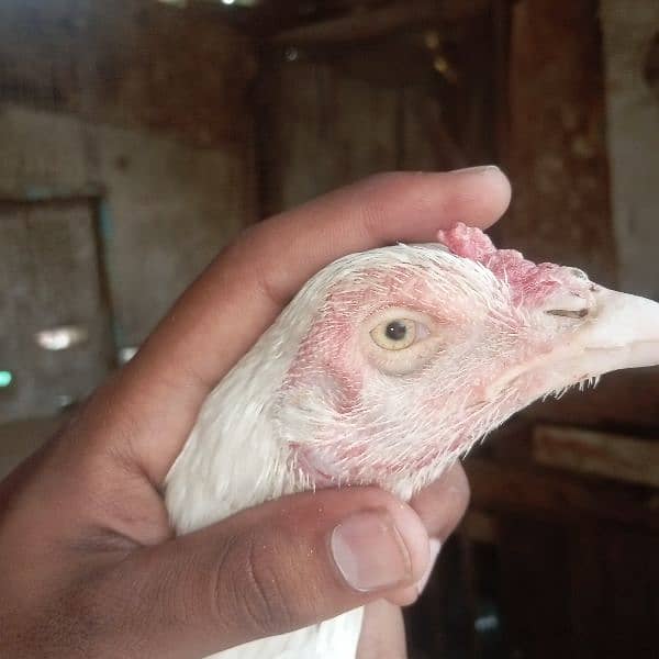 aseel hen's for sale 5