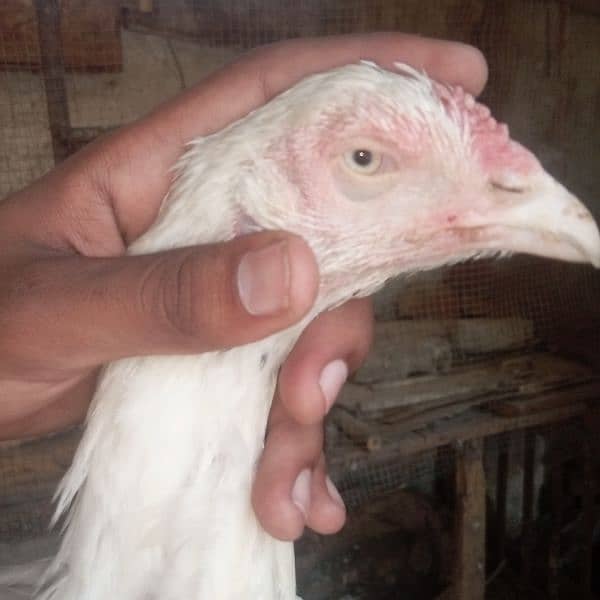 aseel hen's for sale 6