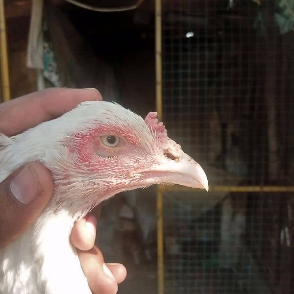 aseel hen's for sale 7