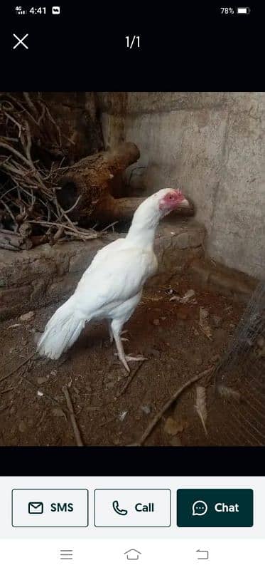 aseel hen's for sale 8