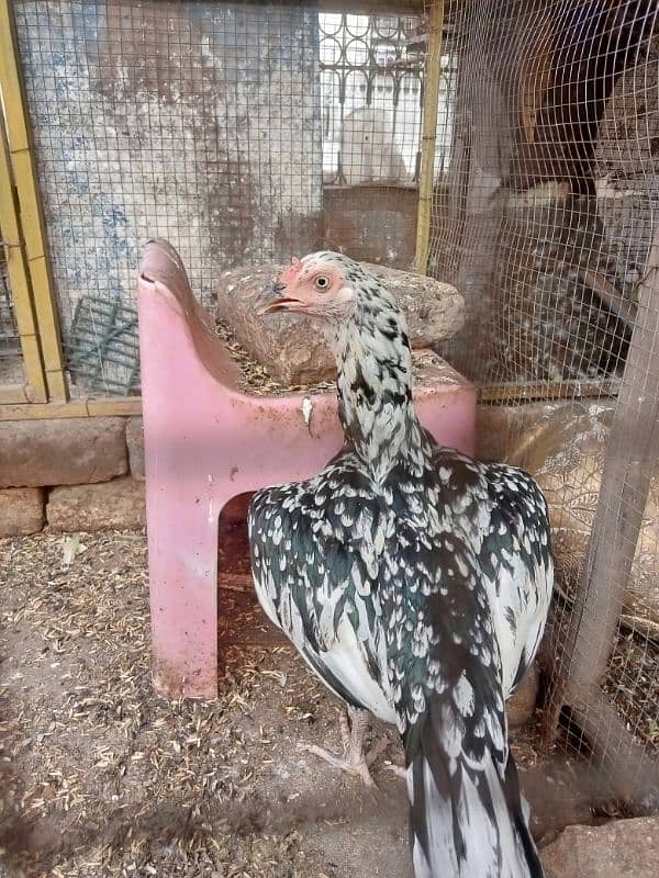 aseel hen's for sale 9