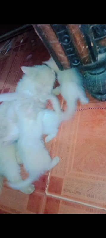 One Female Cat Different Eyesnd 4Babies babies One Month old Big Offer 2