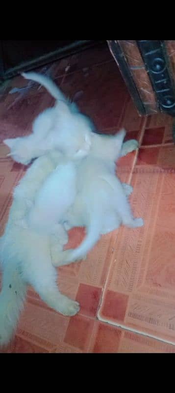 One Female Cat Different Eyesnd 4Babies babies One Month old Big Offer 3