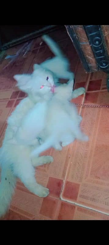 One Female Cat Different Eyesnd 4Babies babies One Month old Big Offer 4