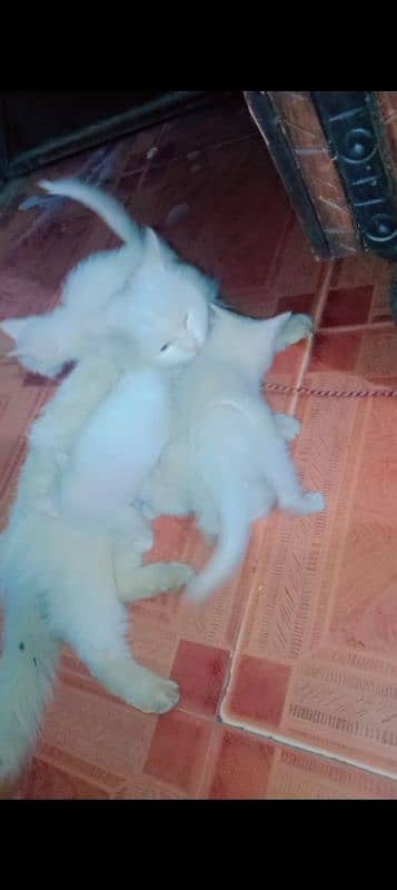 One Female Cat Different Eyesnd 4Babies babies One Month old Big Offer 5