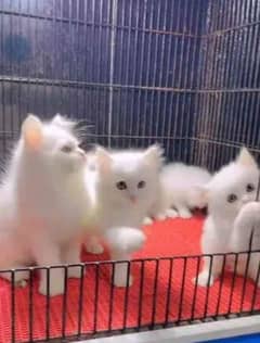 Persian kitten for urgent salemy WhatsApp number 03473694899