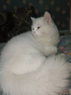 Available for matting. . . . pure white Persian male cat  aging 10 months