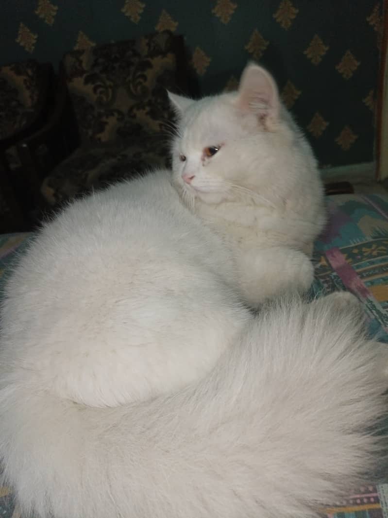 Available for matting. . . . pure white Persian male cat  aging 10 months 0