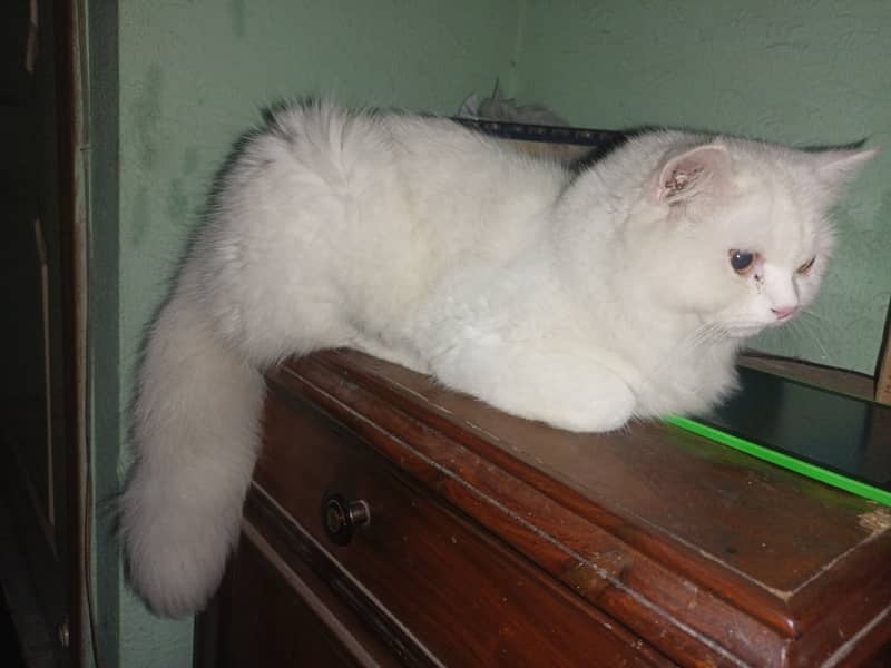 Available for matting. . . . pure white Persian male cat  aging 10 months 1