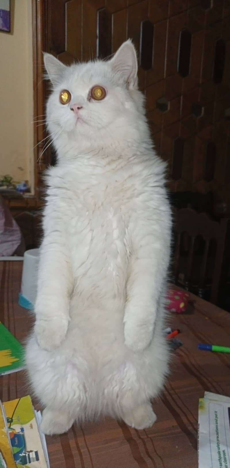 Available for matting. . . . pure white Persian male cat  aging 10 months 2