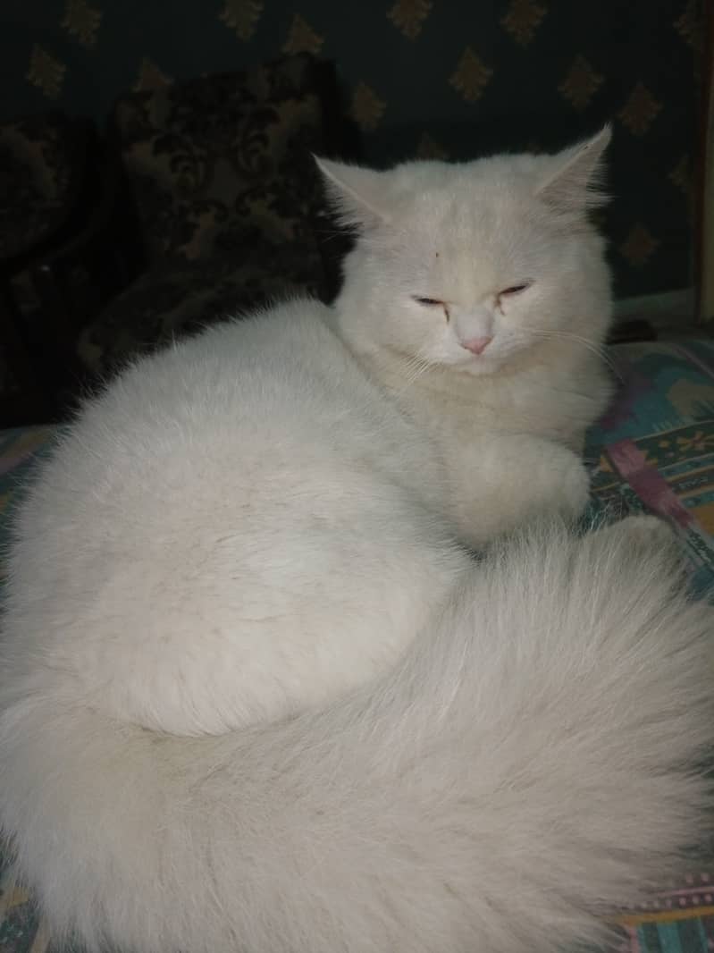 Available for matting. . . . pure white Persian male cat  aging 10 months 4