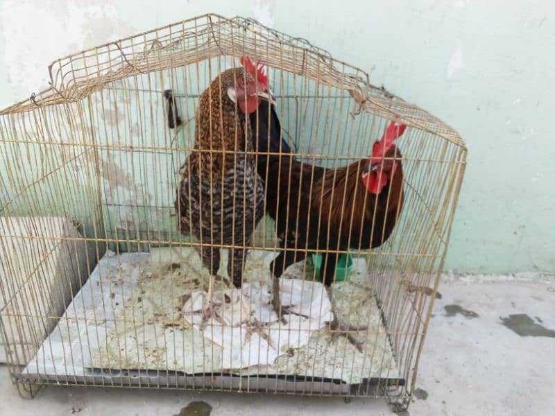 Hens for sale 1