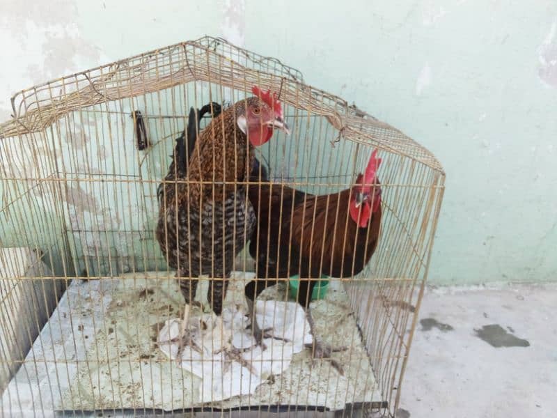 Hens for sale 2