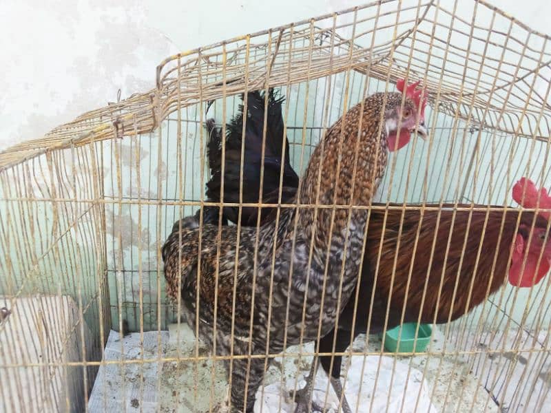 Hens for sale 3