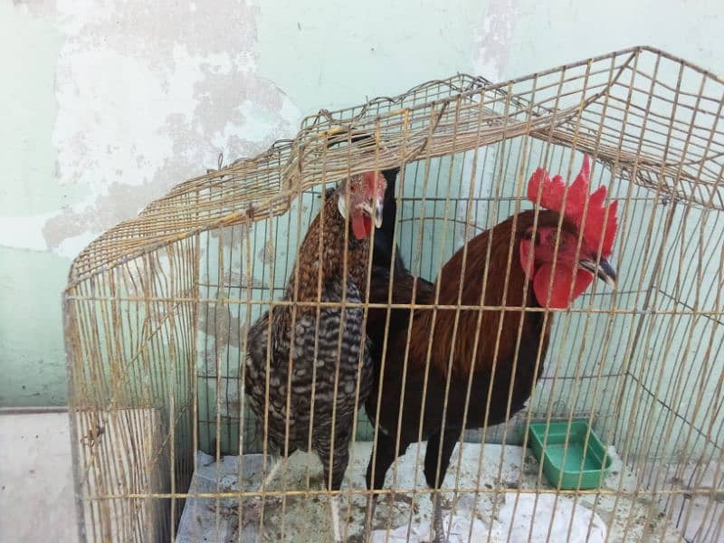 Hens for sale 4