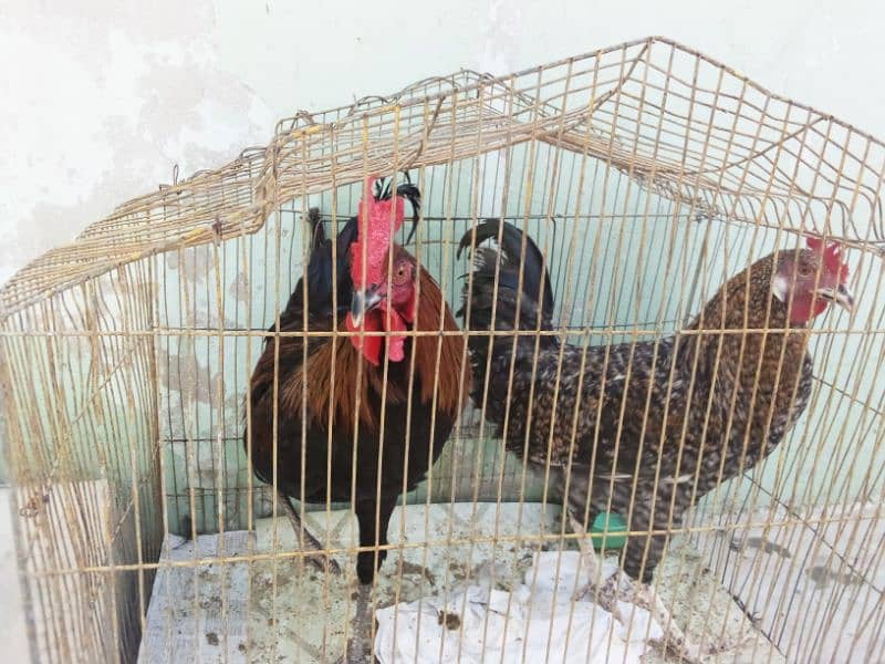 Hens for sale 5