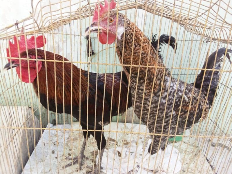 Hens for sale 6