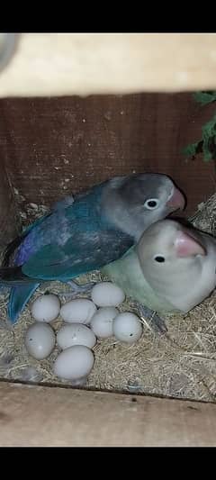 Love Bird Pair For Sale