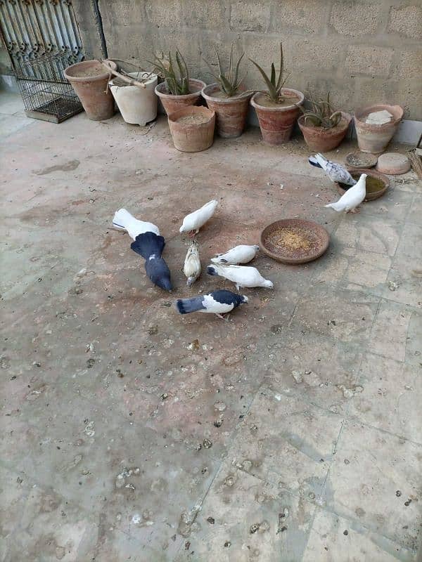 healthy and active pigeons 0