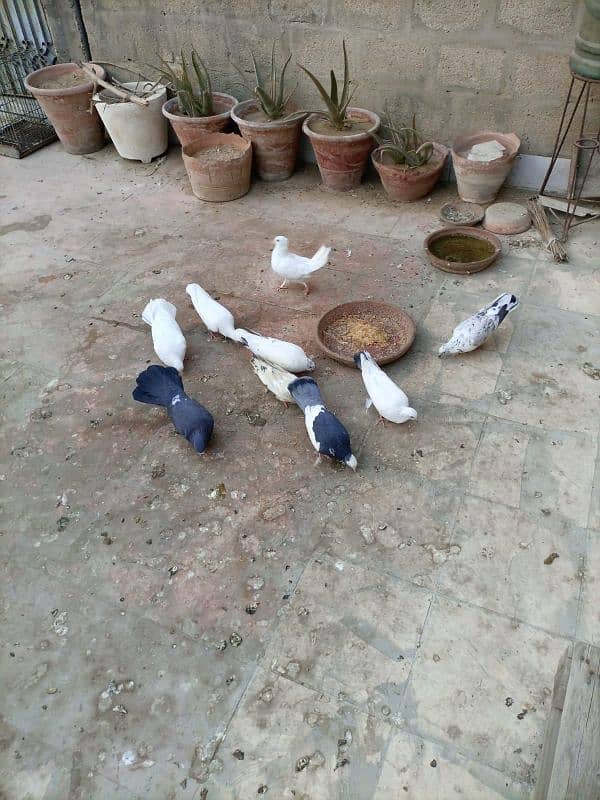 healthy and active pigeons 1