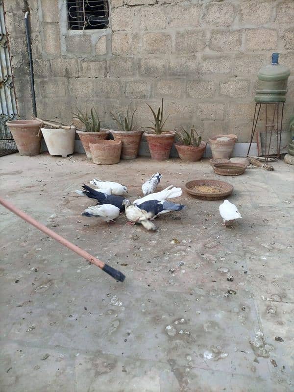 healthy and active pigeons 4