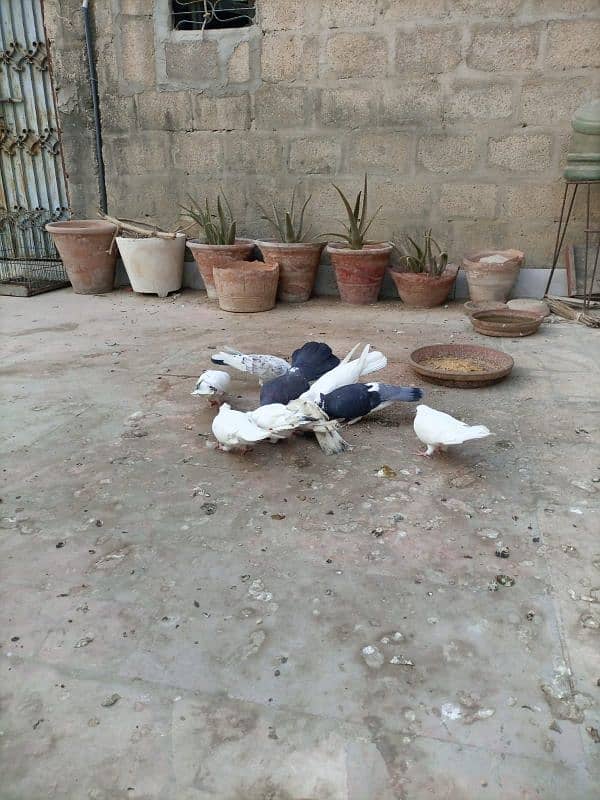 healthy and active pigeons 6