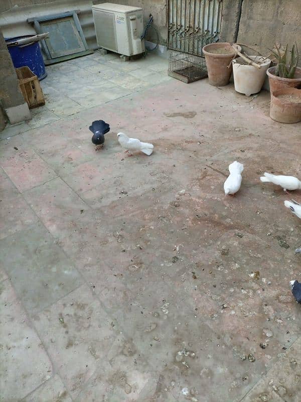 healthy and active pigeons 7