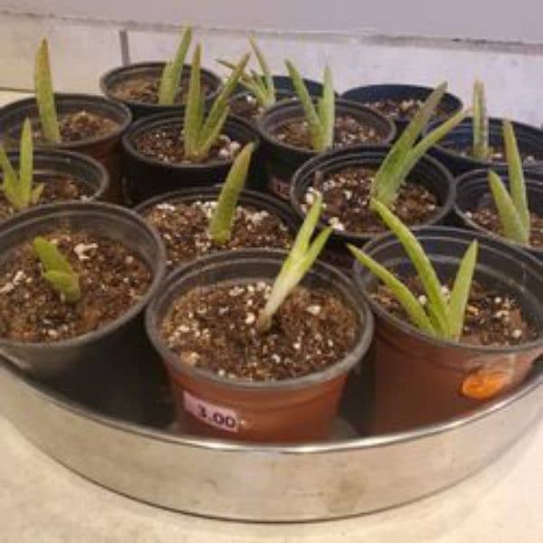 aloe vera pups 0