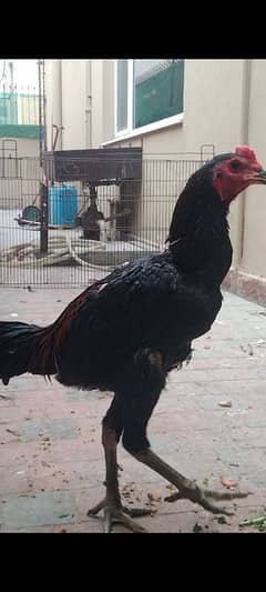 thai black eye male for sale 03024942660