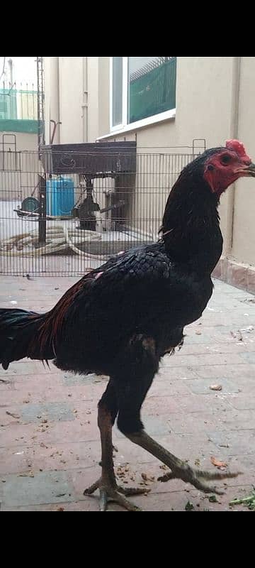 thai black eye male for sale 03024942660 0