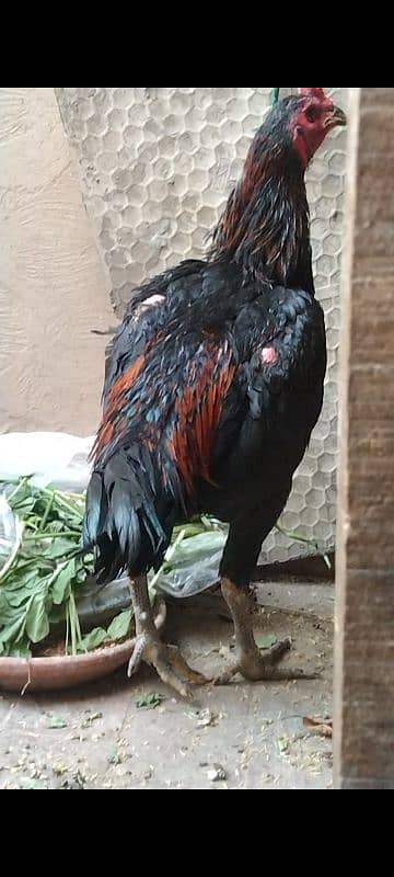 thai black eye male for sale 03024942660 1