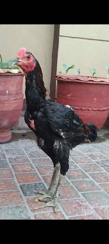 thai black eye male for sale 03024942660 2