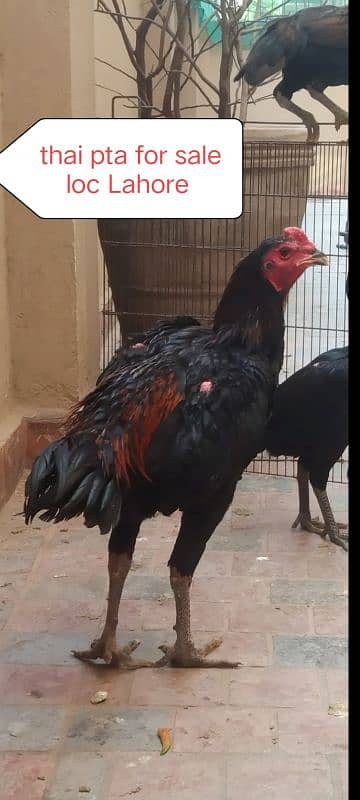 thai black eye male for sale 03024942660 3