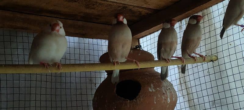 Fawn Java Finches Adult Pieces 1