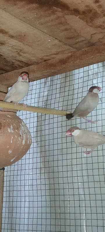 Fawn Java Finches Adult Pieces 2