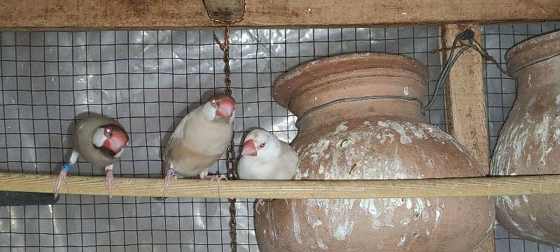 Fawn Java Finches Adult Pieces 3