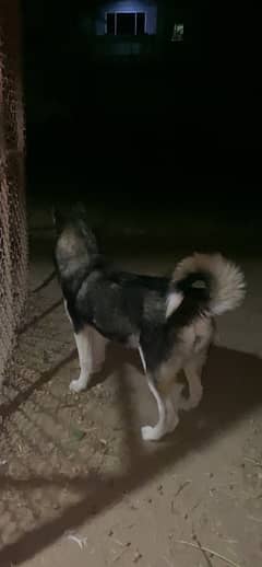 Siberian Husky Female pup