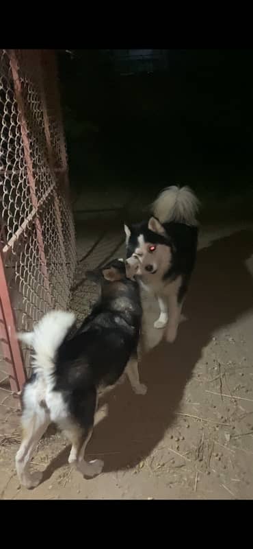 Siberian Husky Female pup 1