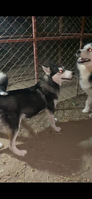 Siberian Husky Female pup 2