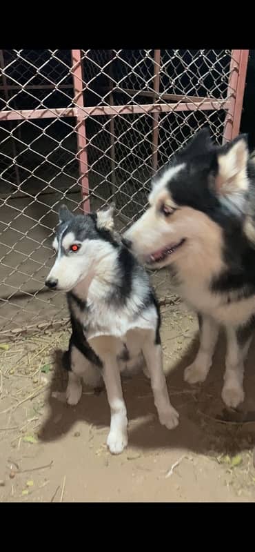 Siberian Husky Female pup 3