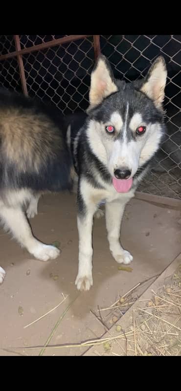 Siberian Husky Female pup 5