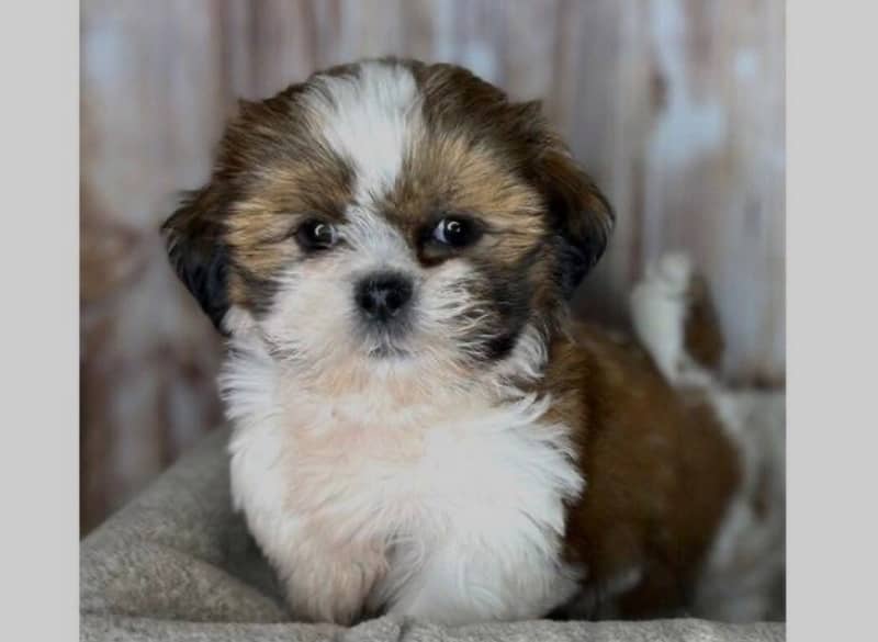 Shih Tzu 0