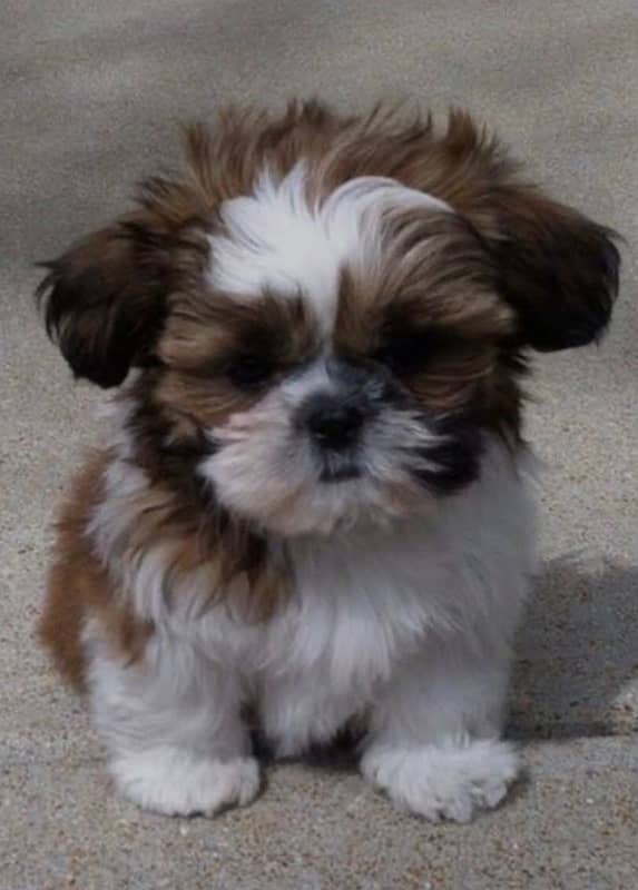 Shih Tzu 2