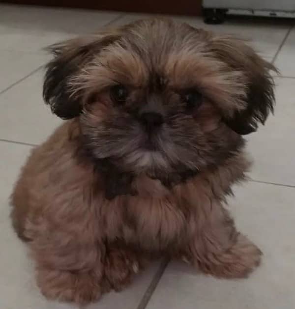 Shih Tzu 4