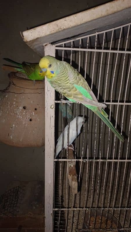 pestal, Lotino, green fisher budgie male 0